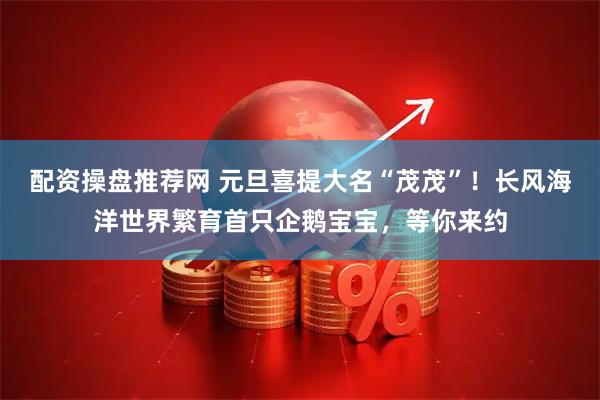 配资操盘推荐网 元旦喜提大名“茂茂”！长风海洋世界繁育首只企鹅宝宝，等你来约